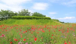 sanrizuka-sakura-no-oka