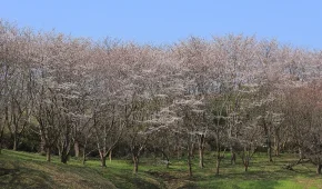 narita-sakura-no-yama