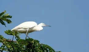 Kadalundi bird sanctuary 