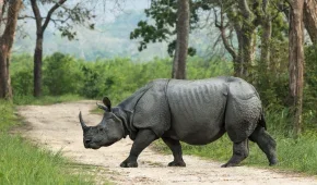 Kaziranga National Park 