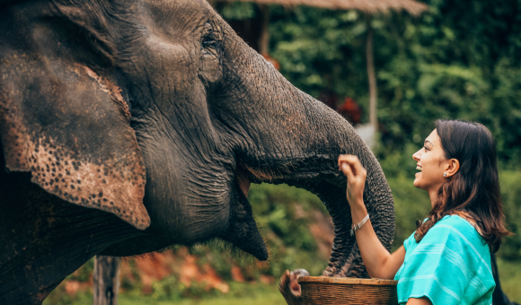 Phuket Elephant Sanctuary