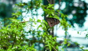 Butterfly Garden