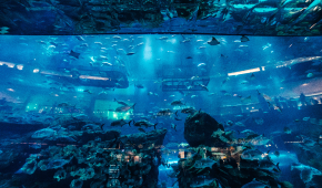 dubai-aquarium-and-underwater-zoo