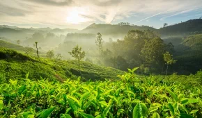 Scenic tea gardens and Brahmaputra River